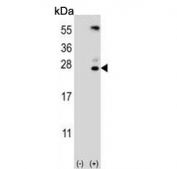 Western blot testing of 1) non-transfected and 2) transfected 293 cell lysate with KLK6 antibody.