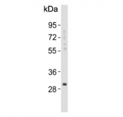 Western blot testing of human lung tissue lysate with KLK6 antibody. Predicted molecular weight ~27 kDa.