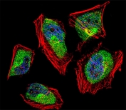 Immunofluorescent staining of fixed and permeabilized human HeLa cells with CNOT8 antibody (green), DAPI nuclear stain (blue) and anti-Actin (red).