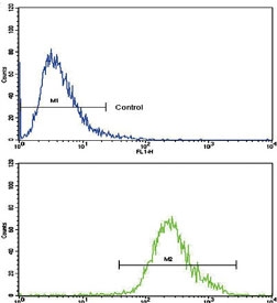 Flow cytometry testing of human CCRF-CEM cells with CNOT8 antibody; Blue=isotype control, Green= CNOT8 antibody.