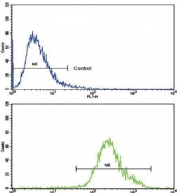 Flow cytometry testing of human CCRF-CEM cells with CNOT8 antibody; Blue=isotype control, Green= CNOT8 antibody.