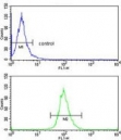 Flow cytometry testing of human HepG2 cells with ELOVL6 antibody; Blue=isotype control, Green= ELOVL6 antibody.