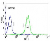 Flow cytometry testing of human HL60 cells with GZMB antibody; Blue=isotype control, Green= GZMB antibody.