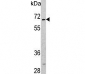 Western blot testing of mouse stomach tissue lysate with OASIS antibody. Predicted molecular weight ~57 kDa. The ~47 kDa isoform may also be visualized.