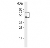 Western blot testing of human HepG2 cell lysate with OASIS antibody. Predicted molecular weight ~57 kDa. The ~47 kDa isoform may also be visualized.