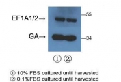 Western blot testing of human 293T cell lysate with EEF1A1/2 antibody and a GADPH loading control Ab. Predicted molecular weight ~50 kDa.