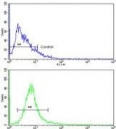 Flow cytometry testing of human NCI-H292 cells with EEF1A1/2 antibody; Blue=isotype control, Green= EEF1A1/2 antibody.