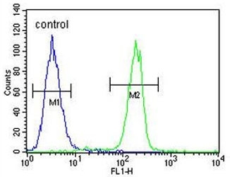 Flow cytometry testing of human A375 cells with C1QTNF1 antibody; Blue=isotype control, Green= C1QTNF1 antibody.