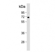 Western blot testing of human K562 cell lysate with KLF11 antibody. Expected molecular weight: 55-65 kDa.
