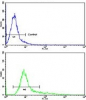 Flow cytometry testing of human HEK293 cells with KLF11 antibody; Blue=isotype control, Green= KLF11 antibody.