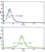 Flow cytometry testing of human WiDr cells with PEA3 antibody; Blue=isotype control, Green= PEA3 antibody.