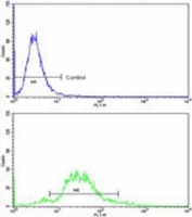 Flow cytometry testing of human MDA-MB-468 cells with TAGLN antibody; Blue=isotype control, Green= TAGLN antibody.