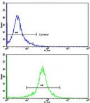 Flow cytometry testing of human K562 cells with Transaldolase antibody; Blue=isotype control, Green= Transaldolase antibody.