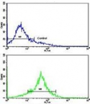 Flow cytometry testing of fixed and permeabilized human WiDr cells with TYSY antibody; Blue=isotype control, Green= TYSY antibody.