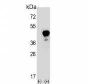 Western blot testing of 1) non-transfected and 2) transfected 293 cell lysate with Leucine-rich alpha-2-glycoprotein antibody.