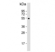 Western blot testing of human liver tissue lysate with Cytochrome p450 2C19 antibody. Predicted molecular weight ~56 kDa.