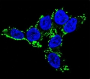 Immunofluorescent staining of human HEK293 cells with Cytochrome p450 2C19 antibody (green) and DAPI nuclear stain (blue).