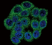 Immunofluorescent staining of human HeLa cells with Inhibin alpha antibody (green) and DAPI nuclear stain (blue).