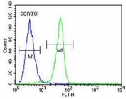 Flow cytometry testing of human A375 cells with BGN antibody; Blue=isotype control, Green= BGN antibody.