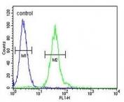 Flow cytometry testing of human HEK293 cells with M-CSF antibody; Blue=isotype control, Green= M-CSF antibody.