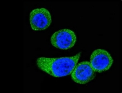 Immunofluorescent staining of human HeLa cells with Corticotropin-releasing factor receptor 2 antibody (green) and DAPI nuclear stain (blue).