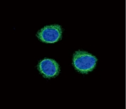 Immunofluorescent staining of human HEK292 cells with Endothelin B Receptor antibody (green) and DAPI nuclear stain (blue).