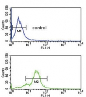 Flow cytometry testing of human MDA-MB-435 cells with Endothelin B Receptor antibody; Blue=isotype control, Green= Endothelin B Receptor antibody.