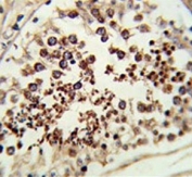 IHC testing of FFPE human testis tissue with SMAC/Diablo antibody. HIER: steam section in pH6 citrate buffer for 20 min and allow to cool prior to staining.