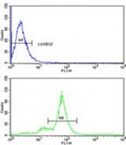 Flow cytometry testing of human MDA-MB-231 cells with SMAC/Diablo antibody; Blue=isotype control, Green= SMAC/Diablo antibody.