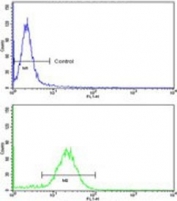 Flow cytometry testing of human MDA-MB-231 cells with Collectin 11 antibody; Blue=isotype control, Green= Collectin 11 antibody.