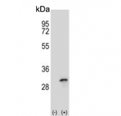 Western blot testing of 1) non-transfected and 2) transfected 293 cell lysate with FHL1 antibody.