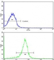 Flow cytometry testing of human WiDr cells with FHL1 antibody; Blue=isotype control, Green= FHL1 antibody.