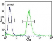 Flow cytometry testing of human WiDr cells with SRSF1 antibody; Blue=isotype control, Green= SRSF1 antibody.