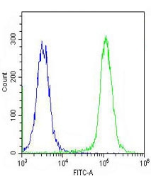 Flow cytometry testing of fixed and permeabilized human K562 cells with Ras-interacting protein 1 antibody; Blue=isotype control, Green= Ras-interacting protein 1 antibody.