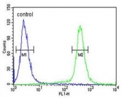 Flow cytometry testing of human HEK293 cells with Espin antibody; Blue=isotype control, Green= Espin antibody.