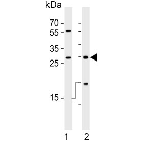 Western blot testing of human 1) NCI-H1299 and 2) Raji cell lysate with HLA-DRB1 antibody. Predicted molecular weight ~30 kDa.
