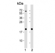 Western blot testing of human 1) HeLa and 2) HT-29 cell lysate with Ferritin heavy chain antibody. Predicted molecular weight ~21 kDa.