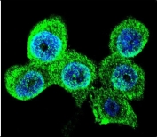 Immunofluorescent staining of human WiDr cells with UDP-glucose 4-epimerase antibody (green) and DAPI nuclear stain (blue).