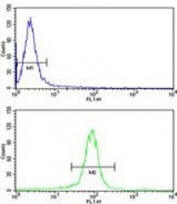 Flow cytometry testing of human HeLa cells with UDP-glucose 4-epimerase antibody; Blue=isotype control, Green= UDP-glucose 4-epimerase antibody.