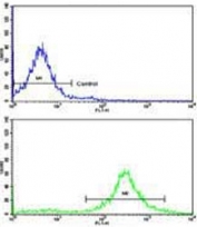 Flow cytometry testing of human HEK293 cells with MOBP antibody; Blue=isotype control, Green= MOBP antibody.