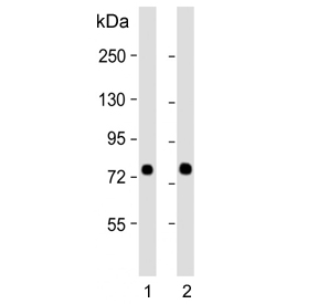 Western blot testing of human 1) HeLa and 2) K562 cell lysate with SRP72 antibody. Predicted molecular weight: 68-75 kDa.