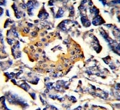 IHC testing of FFPE human pancreas tissue with SRP72 antibody. HIER: steam section in pH6 citrate buffer for 20 min and allow to cool prior to staining.