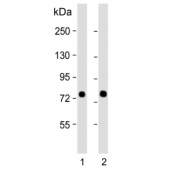 Western blot testing of human 1) HeLa and 2) K562 cell lysate with SRP72 antibody. Predicted molecular weight: 68-75 kDa.