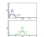 Flow cytometry testing of human HeLa cells with SRP72 antibody; Blue=isotype control, Green= SRP72 antibody.