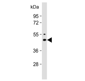 Western blot testing of human brain lysate with KCNJ2 antibody. Predicted molecular weight ~48 kDa.