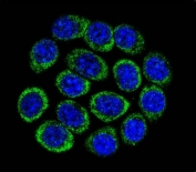 Immunofluorescent staining of human ThP1 cells with Cytokeratin 18 antibody (green) and DAPI nuclear stain (blue).