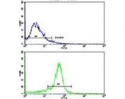 Flow cytometry testing of human WiDr cells with Tryptophan Hydroxylase antibody; Blue=isotype control, Green= Tryptophan Hydroxylase antibody.