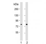 Western blot testing of human 1) CCRF-CEM and 2) Jurkat cell lysate with NADH-ubiquinone oxidoreductase chain 5 antibody. Expected molecular weight: 65-70 kDa.