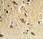 IHC testing of FFPE human brain tissue with NADH-ubiquinone oxidoreductase chain 5 antibody. HIER: steam section in pH6 citrate buffer for 20 min and allow to cool prior to staining.