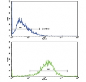 Flow cytometry testing of human HepG2 cells with NAT2 antibody; Blue=isotype control, Green= NAT2 antibody.